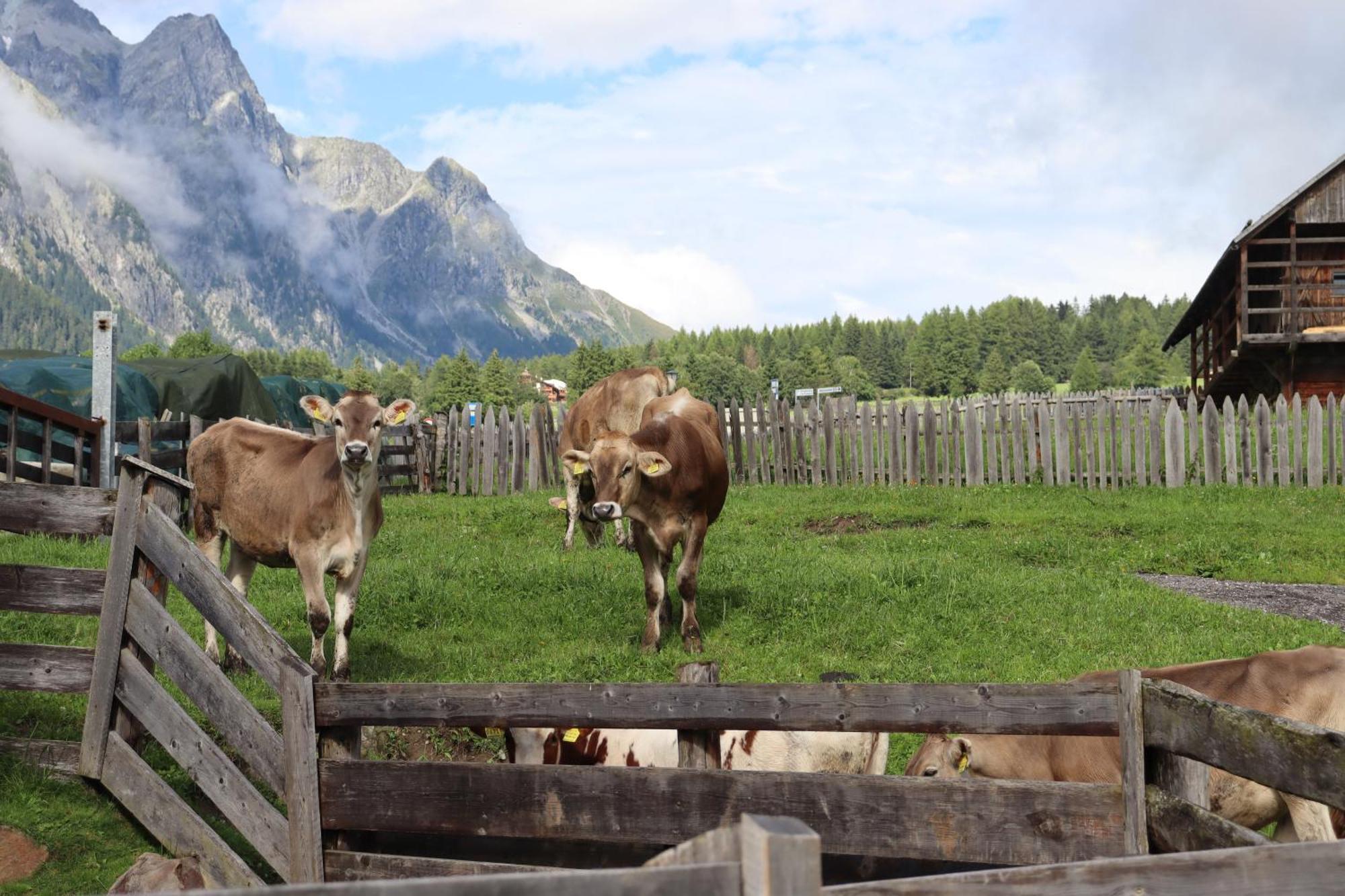 Huberhof Villa San Giuseppe in Anterselva Dış mekan fotoğraf